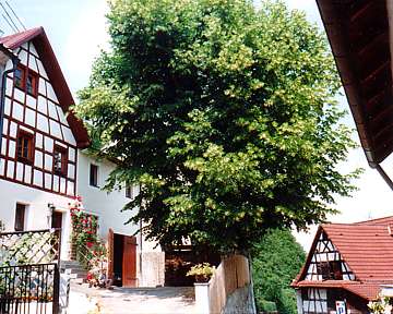 Ferienwohungen in Egloffstein: Front mit Hoflinde