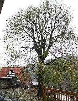 Ferienwohungen in Egloffstein: Hauslinde im Herbst / Winter
